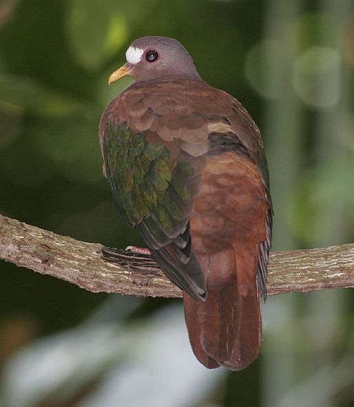 Chalcophaps stephani